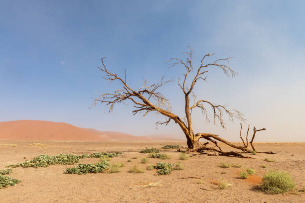 istock Sossusvlei in a sandstorm 1495376591