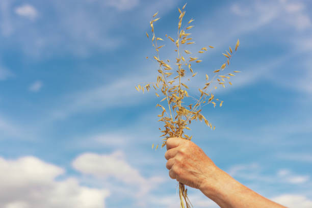 Close up of old man's hands holding oat plants against blue sky