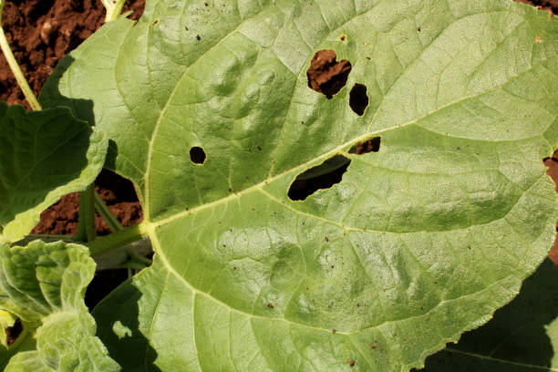 istock A Leaf of the Sunflower Plant. 1495377526