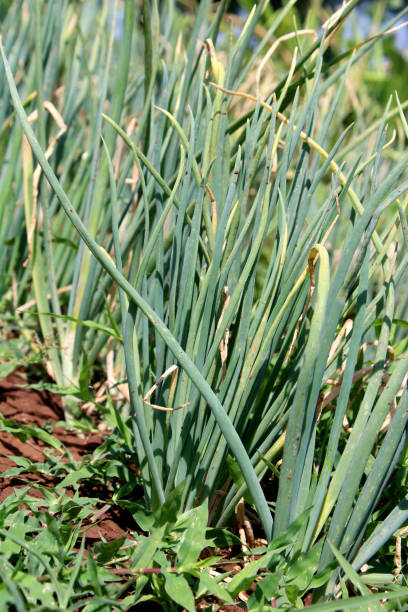 istock Onion Growing in the Farm. 1495377775