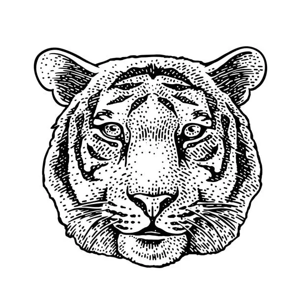 Vector illustration of Tiger head. Vintage black engraving illustration for poster. Isolated on white