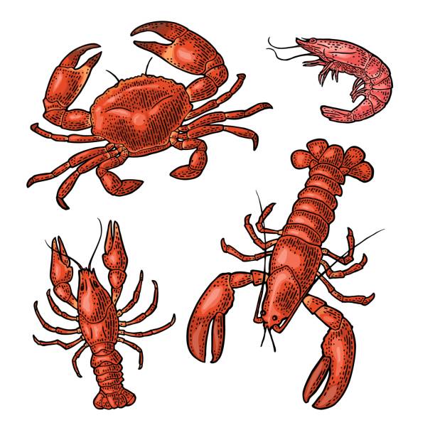 바다 동물 갑각류를 설정합니다. 랍스터, 게, 새우. 벡터 흑백 인그레이빙 - computer icon symbol sea life prepared crab stock illustrations