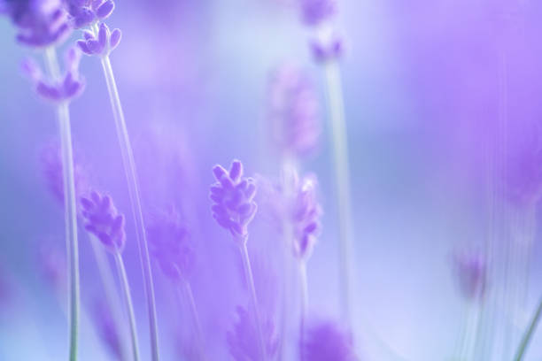 A close-up photograph of a lavender bush showcasing its blooming flowers. The image exhibits purple-blue tones, capturing the natural colors of the lavender. In the foreground, a soft haze creates a gentle blur, encompassing some of the flowers that were very close to the lens. This haze adds a dreamy and ethereal quality to the composition. The shallow depth of field draws attention to the detailed structure of the in-focus flowers. The photograph offers a detailed view of the lavender bush, highlighting its delicate blooms and the interplay of colors within the frame.