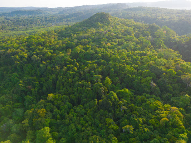 istock Tropical gree tree rain forest on island aerial view 1495381660