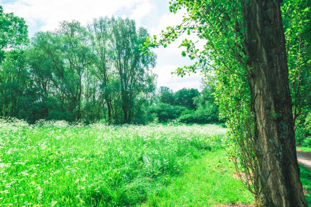 Summer Landscape in park