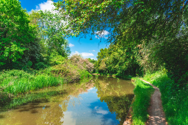 A beautiful scenic view of green trees alongside a river under a blue sky