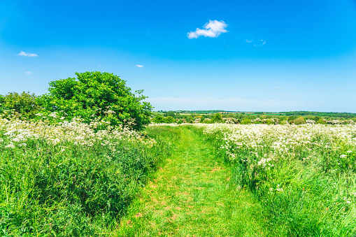 Rural Landscape with Winding Farm Road Through Field