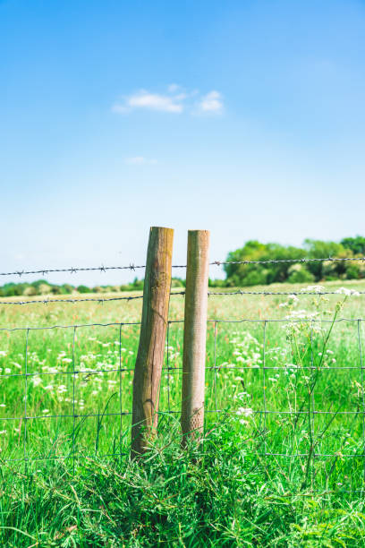 istock Barbed wire fence under blue sky. 1495382276
