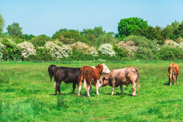 istock Grazing cow at field in England 1495382316