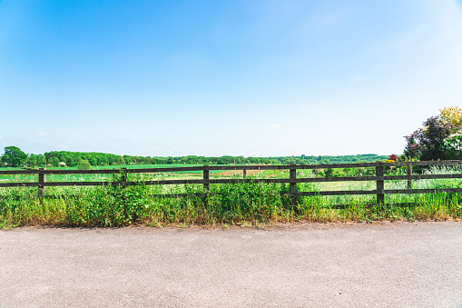 Countryside road. Lime tree on a meadow in the Jura. France.