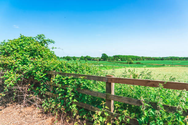 View of beautiful agricultural fields with clear blue sky in England