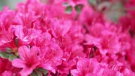 istock Rhododendron bush with bright pink flowers grows in the garden. 1495382722