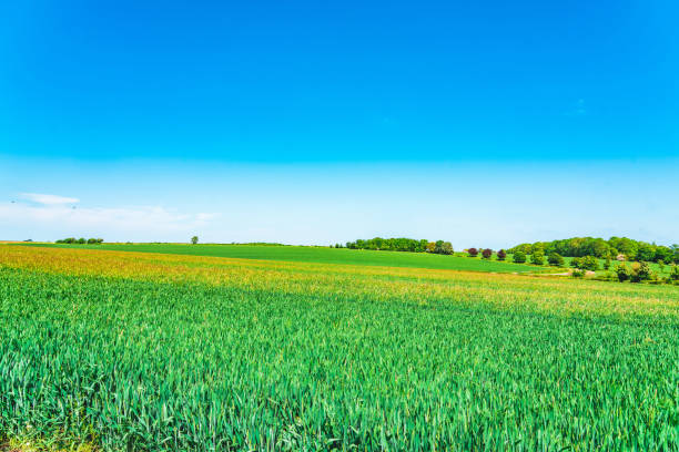 View of beautiful agricultural fields with clear blue sky in England