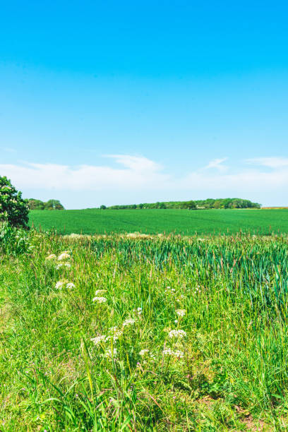 istock View of beautiful agricultural fields with clear blue sky in England 1495382823