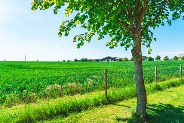 A picturesque view of a verdant Danish meadow on a sunny day, framed by oak tree branches (Quercus robur). A rustic shed adds character amidst the serene countryside setting.