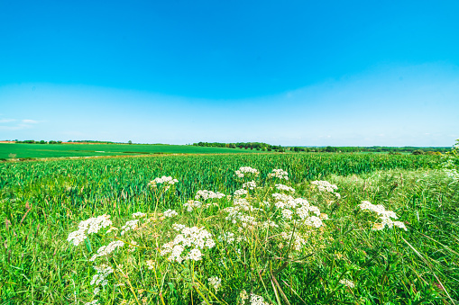 Cultivation of aromatic medicinal plant clary sage or Salvia scarlea used in perfurmery industry on Valensole plateau in Provence, France in summer