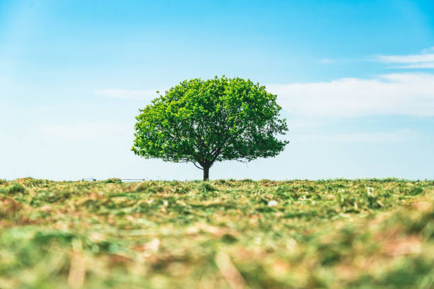 istock Single tree in green field with blue sky 1495383138