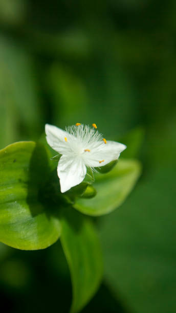 istock Pure white wild flower in a forest 1495384390