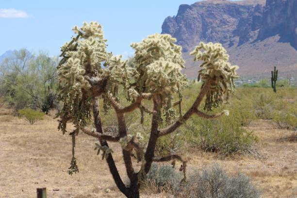 istock Arizona Cholla Cactus standing tall, adorned with its formidable spines 1495388427