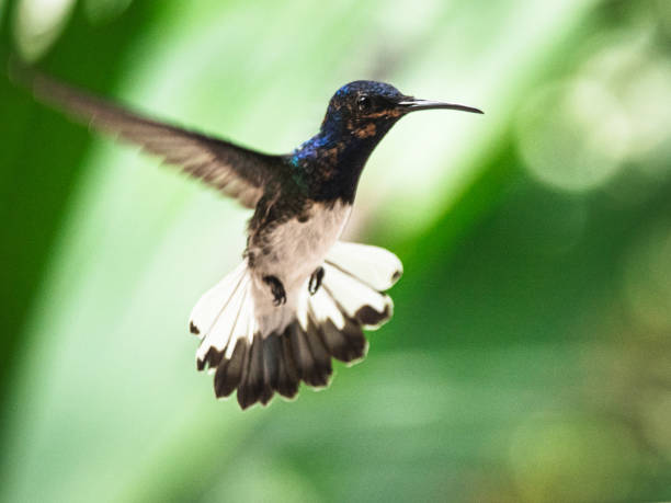 istock Hummingbird hovering in the air 1495388811