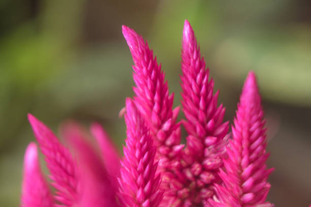 Pink Cock's comb Amaranth flowers blossom