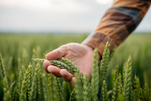 contadino maschio irriconoscibile che tocca il suo raccolto di grano. - wheat cereal plant agriculture green foto e immagini stock