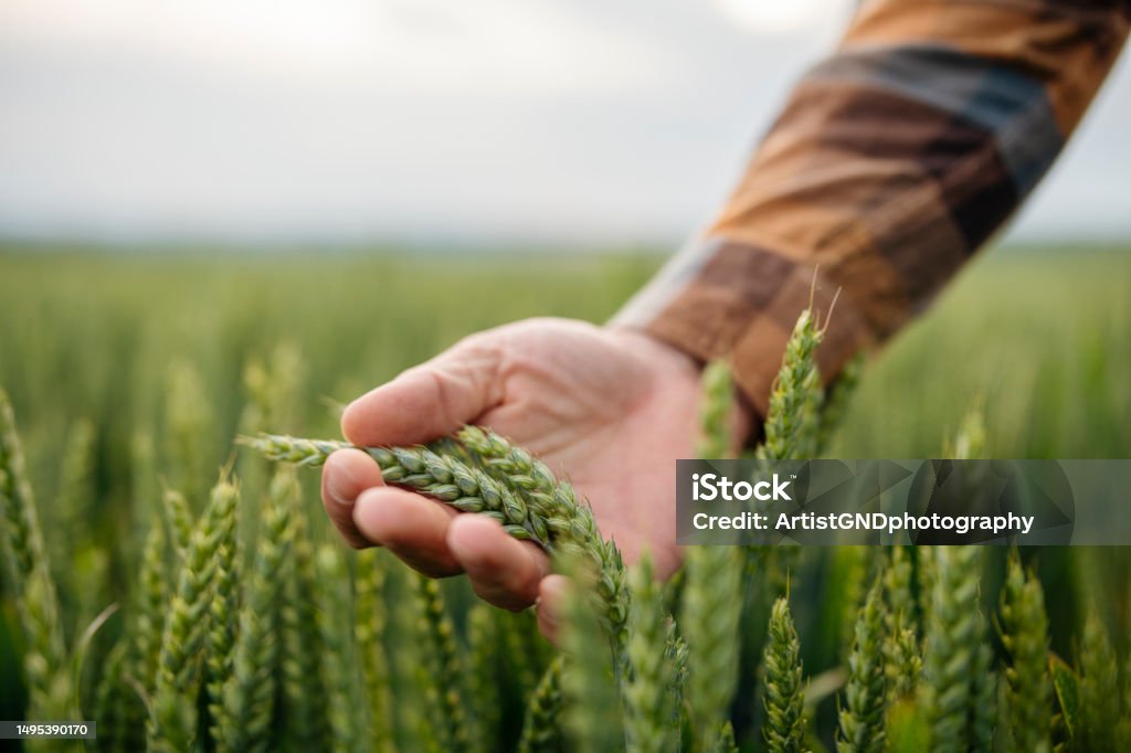 Unrecognizable male farmer touching his wheat crop. Unrecognizable male farmer touching his wheat crop in agricultural field. Wheat Stock Photo