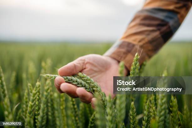 Unrecognizable Male Farmer Touching His Wheat Crop Stock Photo - Download Image Now