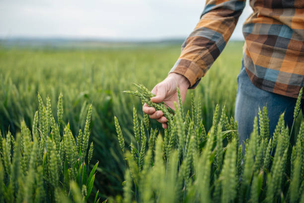istock Unrecognizable male farmer touching his wheat crop. 1495390288