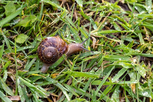 A solitary snail is seen crawling slowly across a wet meadow, illuminated by a light rain
