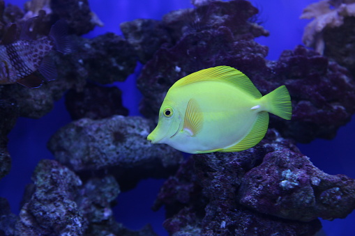 close up shot of a yellow tang