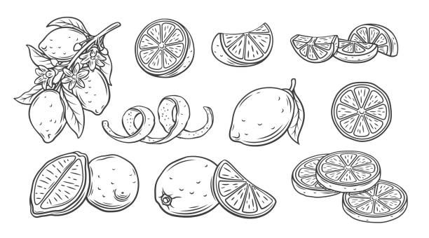Lemon Line Icons Set vector art illustration