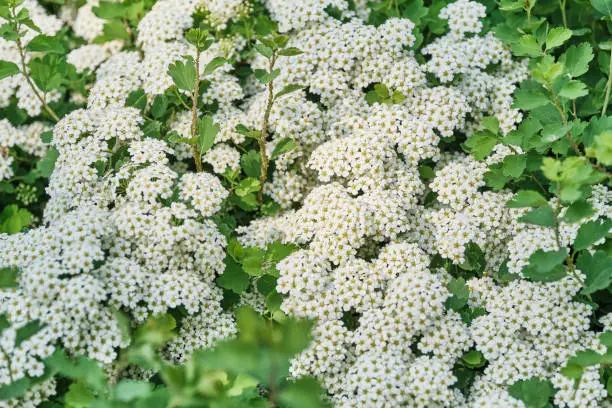 Spring beautiful white and green floral background. Seasonal blooming bush of spiraea. Selective focus