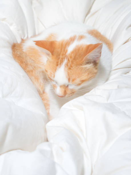 istock Cat sleep very thigh on white color blanket fromt view 1495393848
