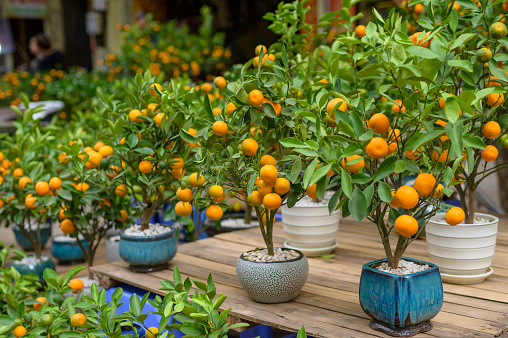Green orange trees with ripe fruits growing in ceramic pots placed in rows on wooden table in daylight