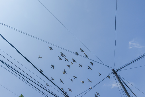 A group of pigeon birds flying on the sunny day and electric pole wires