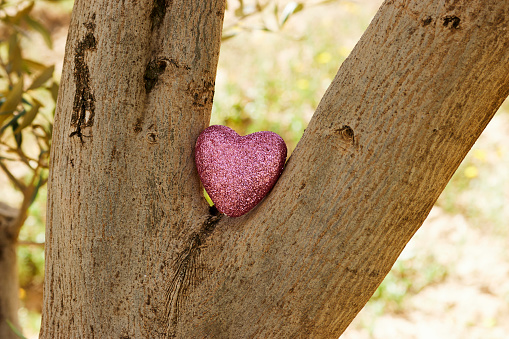 pink heart on tree trunk, health care, love, organ donation, mindfulness, wellbeing, family insurance and CSR concept, world heart day, world health day, National Organ Donor Day or valentine's day