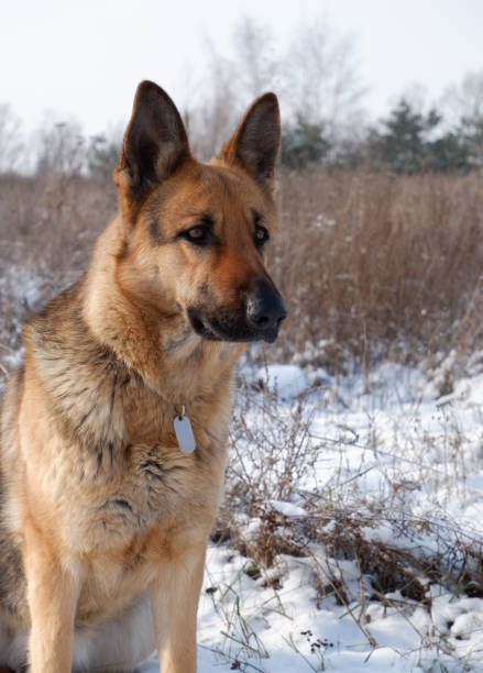 istock German shepherd dog sitting on white snow in a field. 1495396341