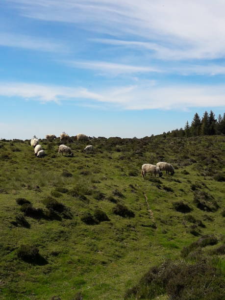 istock Pasture field with sheep in nature 1495396441