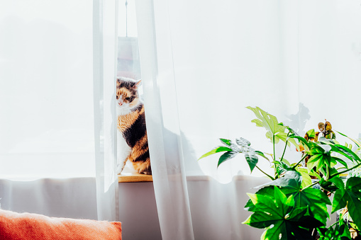 Cute Multicolor adult cat pet sitting alone on the windowsill behind the curtain in sunlight on sunset with green plants in the foreground. Home life with pets. Selective focus. Copy space