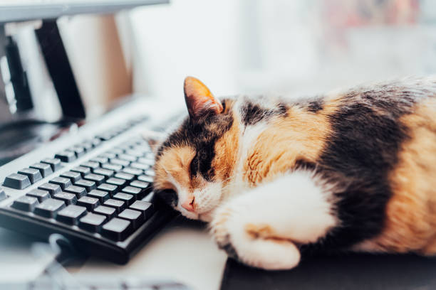 istock Multicolor cat sleeping on keyboard at home-based office with IT equipment. Work place with few screens and mouse. Work at home and remote access concept. Comfortable Work space. Soft selective focus. 1495396991