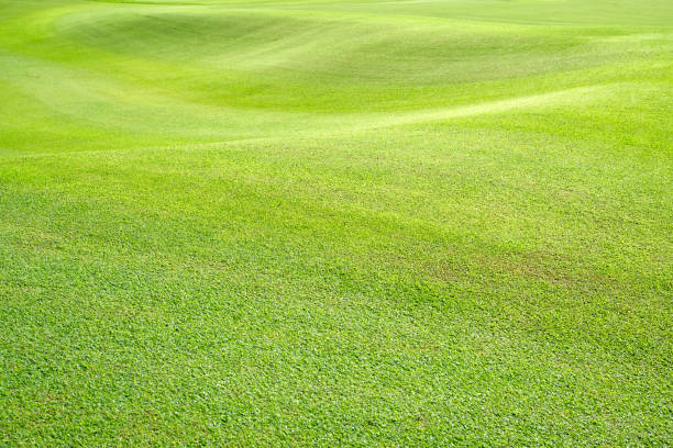 istock beautiful golf course view, Golf Course with beautiful putting green, Fresh green grass on the golf course 1495398109