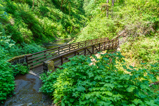 A walking bridge along the Canyon Trail at Silver Falls State Park in Oregon.