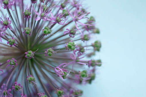 Giant onion flower on a blue background. Large bud with purple inflorescences on a pastel blue background. Christoph's allium on a blue background.