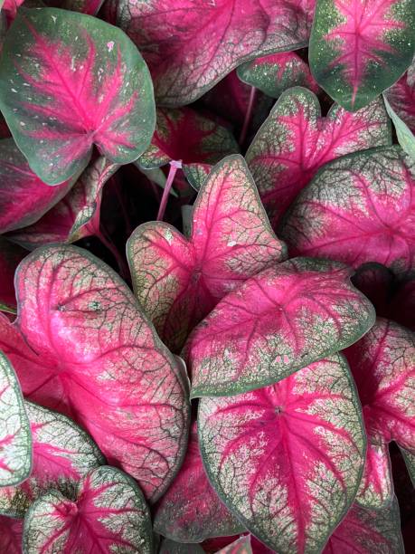 istock Heart of Jesus Plant 1495400711