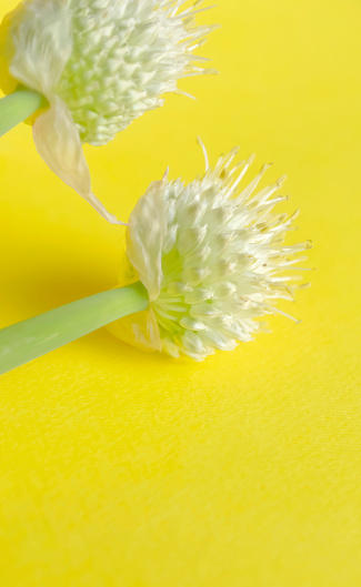 allium inflorescences on a yellow background. On the yellow one there are two buds with onion seeds.