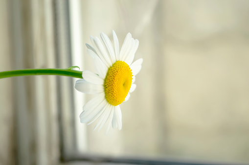One large daisy looks out the window. Next to the window is a large daisy. The white petals and yellow core are a beautiful large flower.