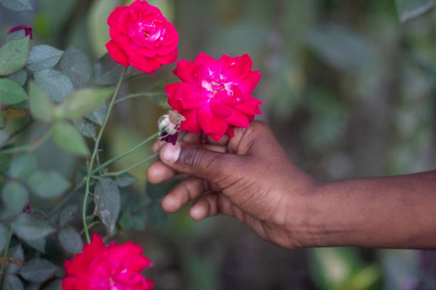 istock A man's hand is holding a red rose flower and the background is blurred 1495402942