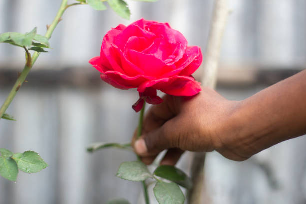 istock A man's hand is holding a red rose flower and the background is blurred 1495403312