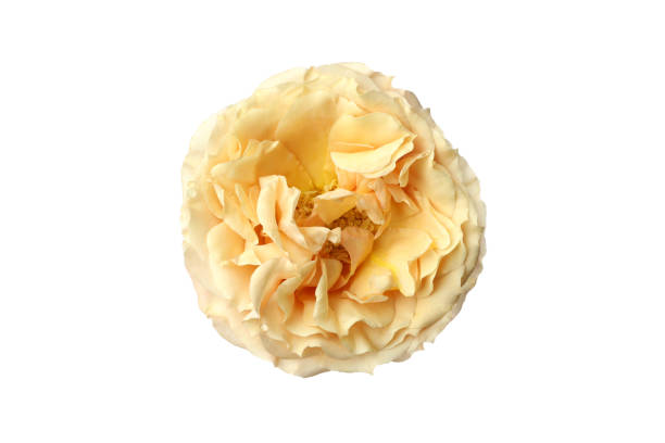 istock Rose isolated on white background, close up 1495403332